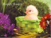 Easter Cards - Happy Easter (pack of 5)